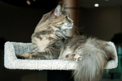 Dear to the heart - Dzhersi Eternal Values of Dear to the heart