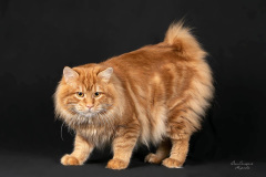 Krug Shamana - Fabian Krug Shamana