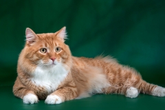 Mars Krasniy Tuman 2