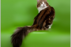 Thecathut Washington 1