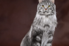 Vaal Cat - DOBRUNYA