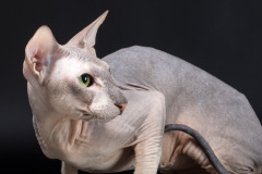 WingFly Land - Amadeus SolovevaSV WingFly Land