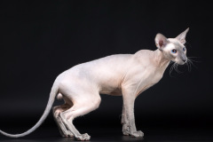 WingFly Land - Reeple WingFly Land