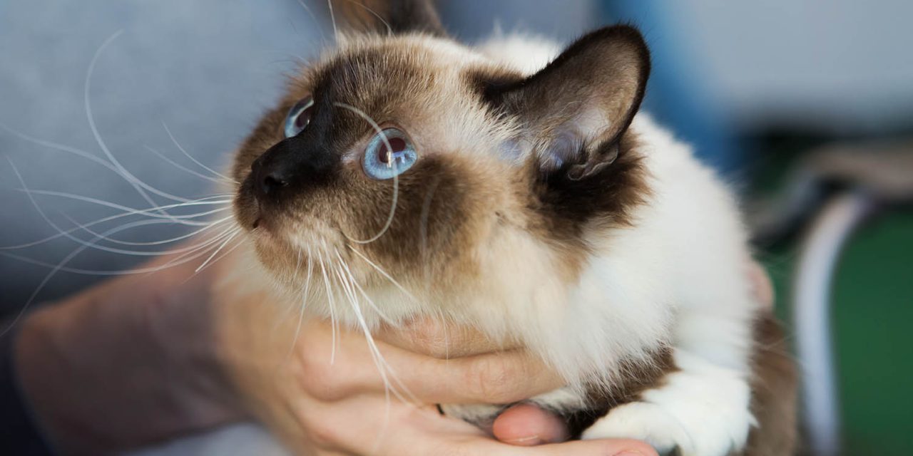 Питомник кошек породы Священная бирма — «Charming Point»