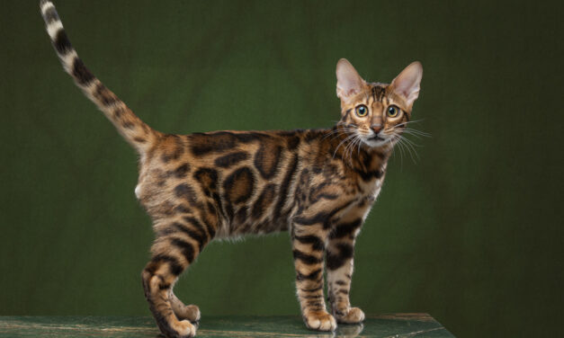 Бенгальские котята