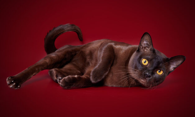 Кот на вязку — CAC Dave Porsh Kotomirus (BUR)