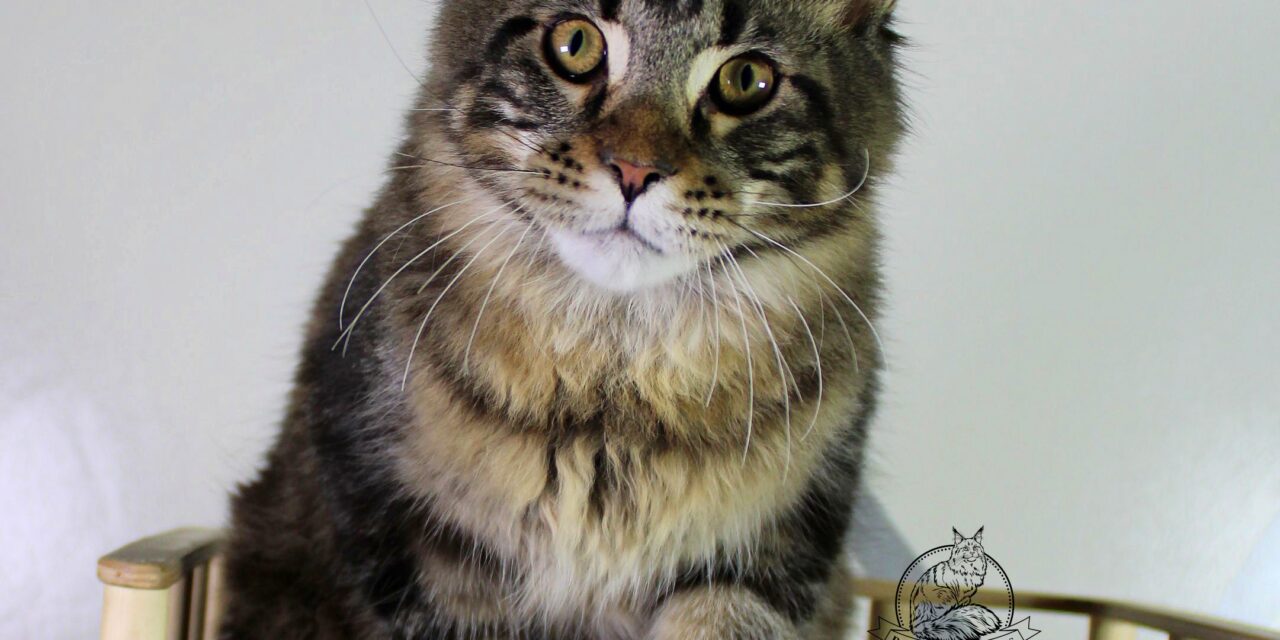 Котята — Мейн-кун