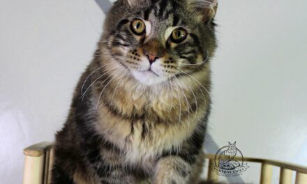 Котята — Мейн-кун