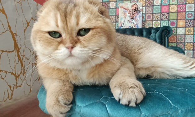 Кот на вязку — CAC Alexius Discus Gold (шотландский вислоухий, SFS)