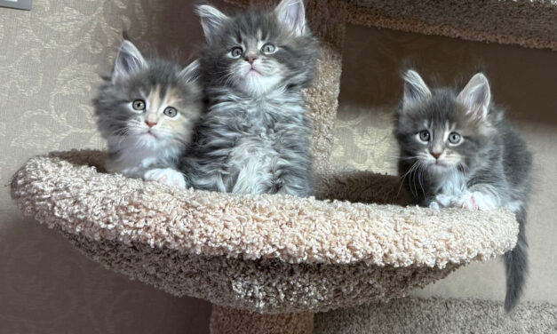 Котята — Мейн-кун