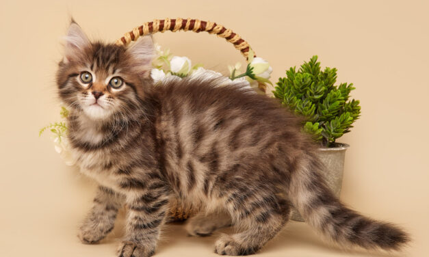 Сибирские котята