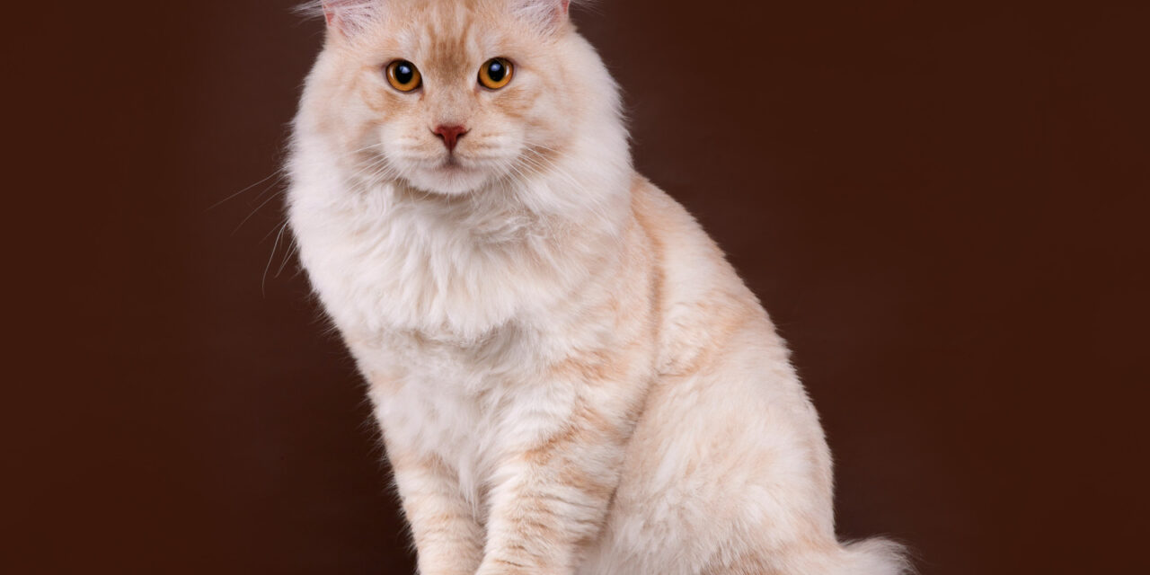 Кот на вязку — Курильский бобтейл из питомника My Rover Cat